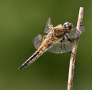 Libellula quadrimaculata